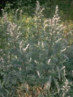 lovesano-21315553